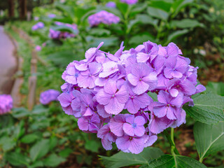 アジサイロード　アジサイの花1ｰ20