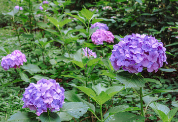 アジサイロード　アジサイの花1ｰ12