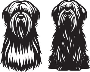 Briard Dog in Black and White – Elegant French Herding Breed Photography