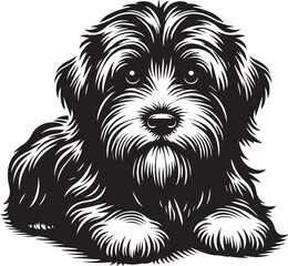 Briard Dog in Black and White – Elegant French Herding Breed Photography