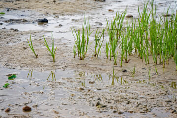 Tidal sand flat with green grass tufts and shallow puddles at Solituede Flensburg