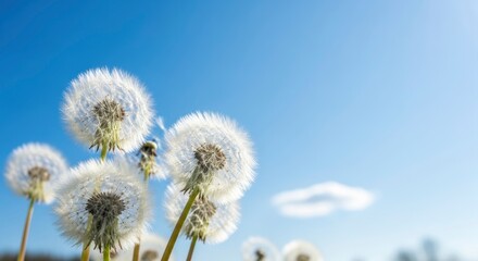 Obraz premium Close-up of white dandelion seed heads against a bright clear blue sky with some seeds scattering in sunlight