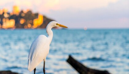 Obraz premium Heron by the sea at sunset