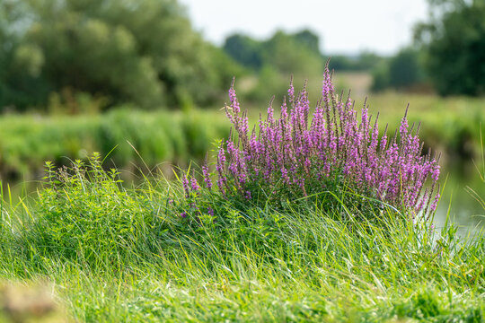 Blutweiderich (Lythrum salicaria) mit leuchtend pink-violetten Bl&uuml;ten am Ufer &ndash; Wildpflanze in Deutschland, Naturaufnahme, Sommer, Uferpflanze, l&auml;ndliche Landschaft, Botanik