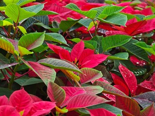 Red poinsettia plants, Christmas decoration.