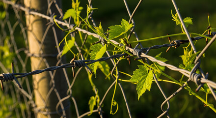 Realistic Close-Up of Green Growth Piercing Barbed Wire Fence