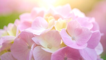 Fototapeta premium Soft focus hydrangea blossoms