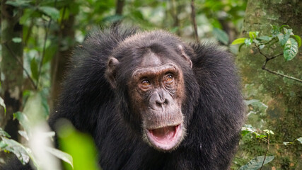 Schimpanse