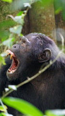 Schimpanse zeigt Zähne 