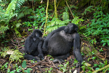 Berggorillas beim entlausen 