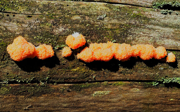 A line of Red Raspberry Slime molds Tubifera ferruginosa, anchored with a white hypothalus to a dead log in a Scottish Forest.