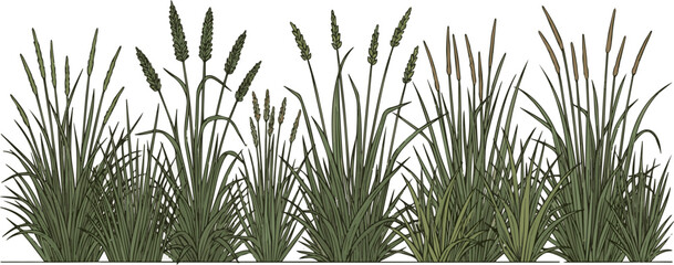 Isolated a kinds of deferent grass line bander, vector in side view painting botanical for section and elevation art vector art with white background.