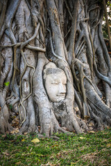 Wat Mahathat, Ayutthaya, houses the relics of Lord Buddha. It features sandstone Buddha head covered with roots of a Bodhi tree, unique and beautiful sight that has become renowned as another wonder.