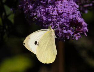 A delicate Cabbage White butterfly is captured in a close-up shot, its pale yellow wings with a single black spot on each forewing contrasted against a cluster of vibrant purple flowers.