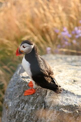 atlantic puffin bird