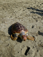 Tortuga marina fallecida en la arena de una playa