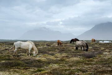 Wild Icelandic horses grazing in a vast, rugged landscape with foggy mountains in the background, a perfect visual for themes of untamed nature, freedom, and peaceful coexistence.