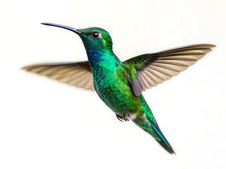 Fototapeta premium A vibrant green hummingbird hovering mid air with wings outstretched against a white background space