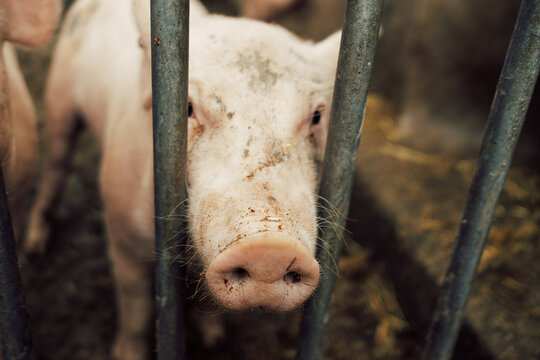 Front view of piglets