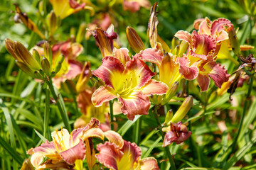Obraz premium Bunch of yellow and pink flowers