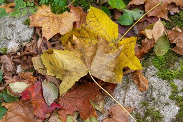 A vibrant, close-up shot of colorful autumn leaves scattered on a mossy, textured rock, showcasing the rich colors of the season, perfect for seasonal, nature, and holiday-themed designs