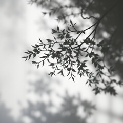 shadow overlay effects of realistic window and tree branch shadow with light blur on transparent background,Summer sunlight and shadow overlay effect