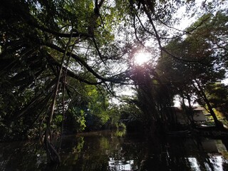 mangrove trees and Natural environment beside the canal bank or wet land