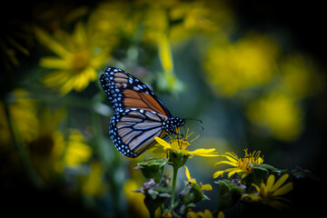 butterfly on yellow flower