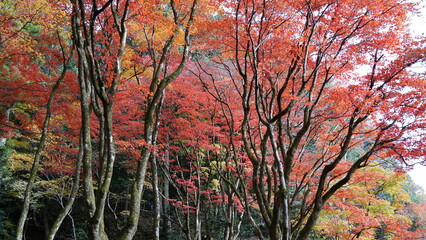 Autumn Foliage in Japan — Vibrant Red Leaves of Fall