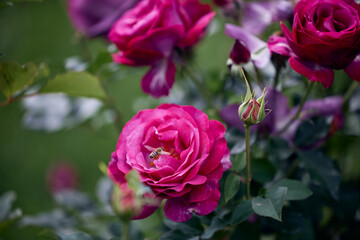 pink roses in garden
