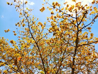 Silent cotton tree whispers softly