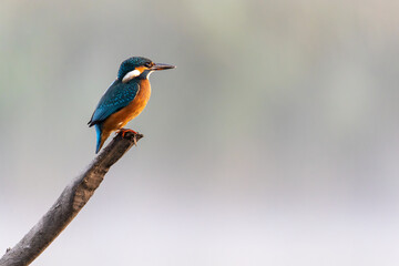 Kingfisher