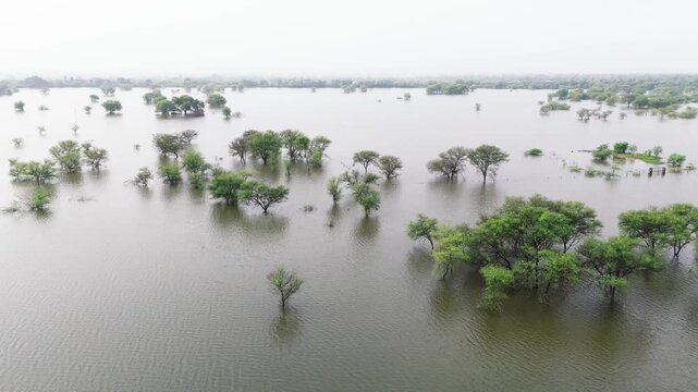 Aerial view of a village pond in Bholi, Bhilwara, Rajasthan during monsoon morning, surrounded by babool trees, lush greenery, and rural countryside landscape.
