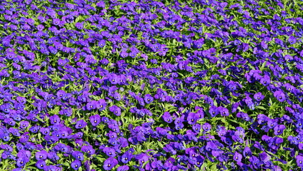 Various blooming flowers