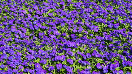 Naklejka premium Various blooming flowers