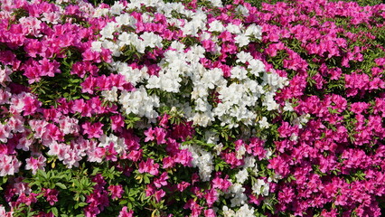 Fototapeta premium Various blooming flowers
