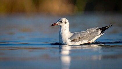 Obraz premium Seagull floating on calm water