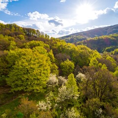 Fototapeta premium Springtime forest vista