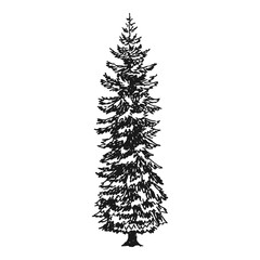 Fir tree. Hand drawn vector illustration.