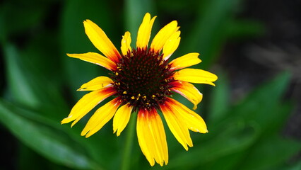 Blossoms of Spring: Various flowers
