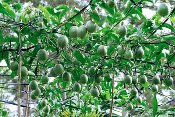 Passion Fruit Vine: Lush Greenery and Abundant Harvest