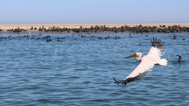 Pink Pelican in flight over the Atlantic Ocean, Walvis Bay, Namibia.