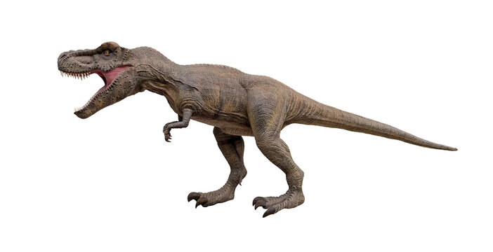 Side view Dinosaur Tyrannosaurus Rex or T Rex Opening its mouth to roar and chasing with ferocity isolated