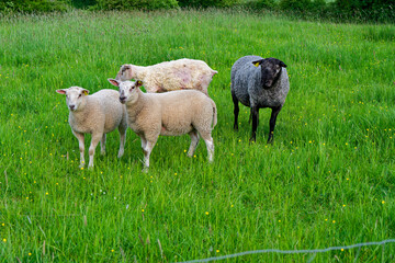 Fototapeta premium Four sheep on a yellow flower meadow with a black headed ewe
