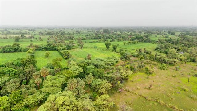 Aerial view of fields in Bholi village, Bhilwara, Rajasthan during monsoon, showing water-logged fields, date palm trees, babool trees, neem trees, and lush green rural landscape.