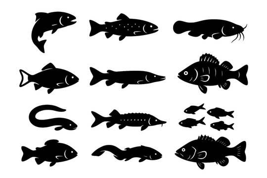 School salmon vector fish bass icon whiskers river fins pike