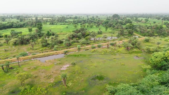 Aerial view of fields in Bholi village, Bhilwara, Rajasthan during monsoon, showing water-logged fields, date palm trees, babool trees, neem trees, and lush green rural landscape.