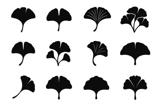 Vector blade form ginkgo veins leaf overlapping outline pair icon gently