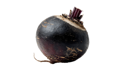 Fresh whole black radish root vegetable with rough dark skin and organic texture healthy food ingredient isolated on white background