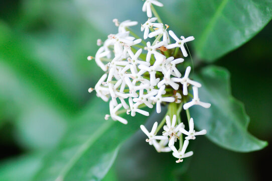 Ixora ebarbata Craib, Ixora finlaysoniana Wall ex G Don or Ixora lucida R Br ex Hook f or rubiaceae or Siamese White Ixora or ixora